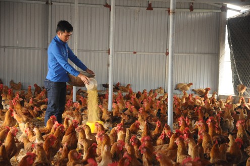  Sau 1 năm thất bát, hiện nay đàn gà của anh Đạo có tổng hơn 5.000 con